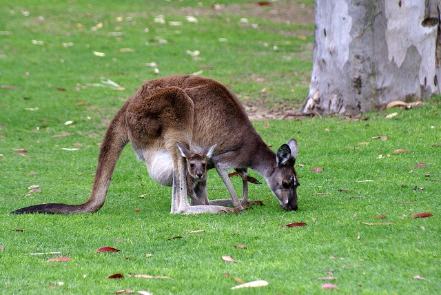 Kangaroo com Joey na bolsa em Yanchep, ao norte de Perth, Austrália Ocidental, Autocaravana de Aluguer de Perth