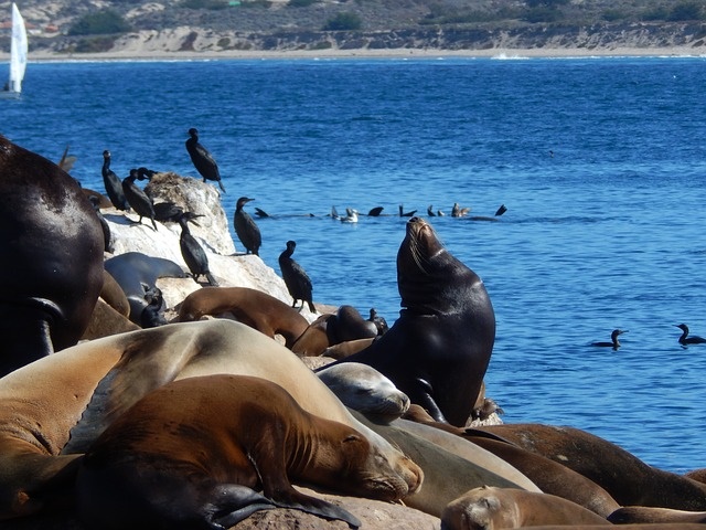 Baía de monterey leões marinhos focas aves marinhas califórnia