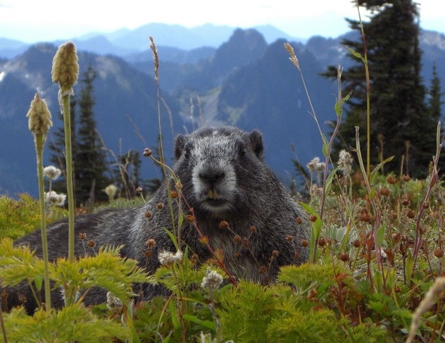 Marmot no Parque Nacional de Mount Rainier, Estado de Washington, Trailer de Aluguer de Seattle