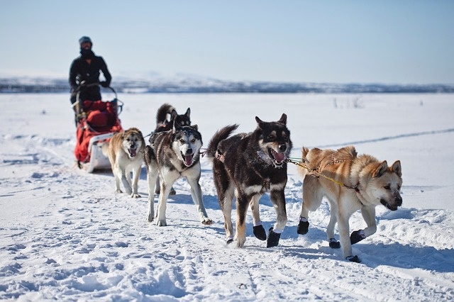 Corrida de trenó de cães no Alaska, alcan highway, campervan de aluguer
