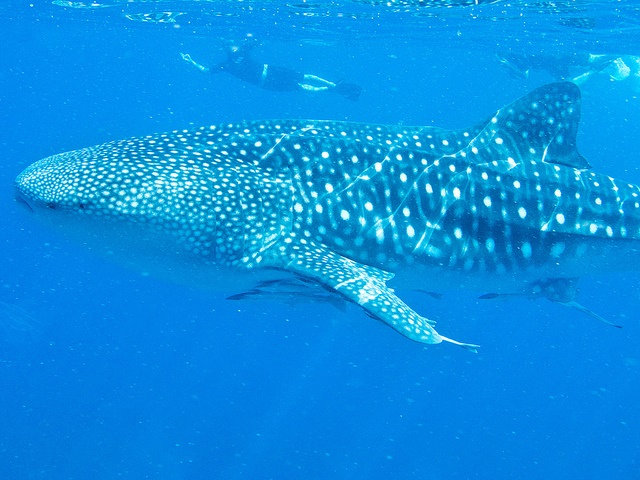 Nade com o Tubarão Baleia, Recife Ningaloo, Austrália Ocidental, Campervan de Aluguer de Broome