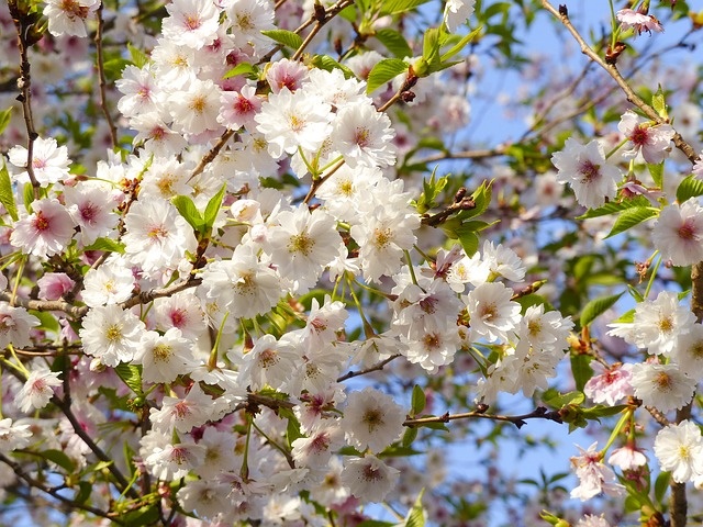 Sakura, Cherry Blossom em Quioto, Japão, autocaravana de aluguer tóquio