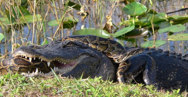 Crocodilo a lutar com um pitão no Parque Nacional de Everglades, Flórida