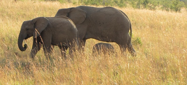 Elephants in Pilanesberg National Park, South Africa