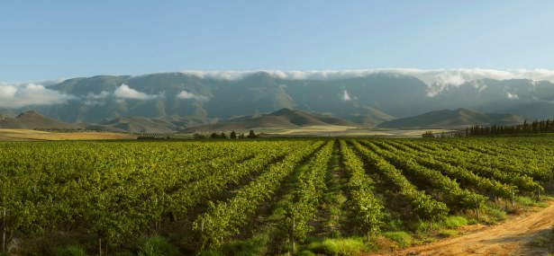 Robertson Wineries, South Africa