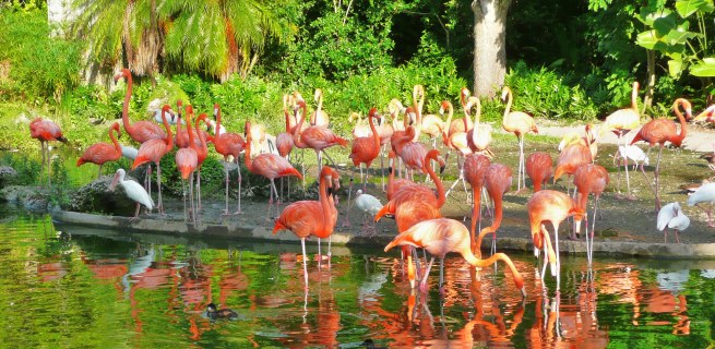Flamingoes at Miami Metro Zoo, Miami Airport Car Rental