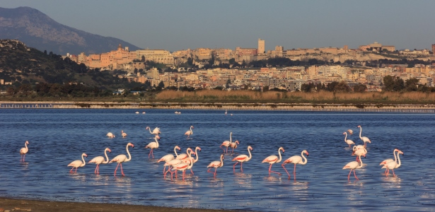 Flamingoes in front of Cagliari, Sardinia