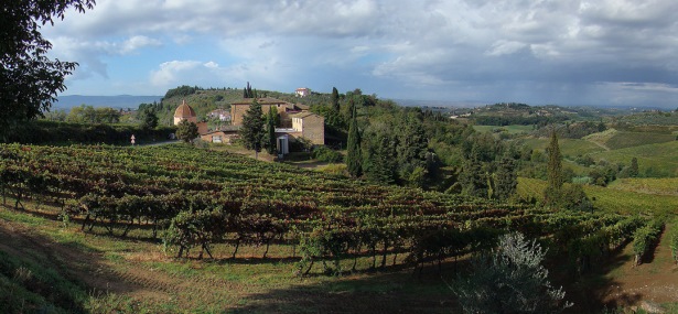 Vineyards at Certaldo in Tuscany