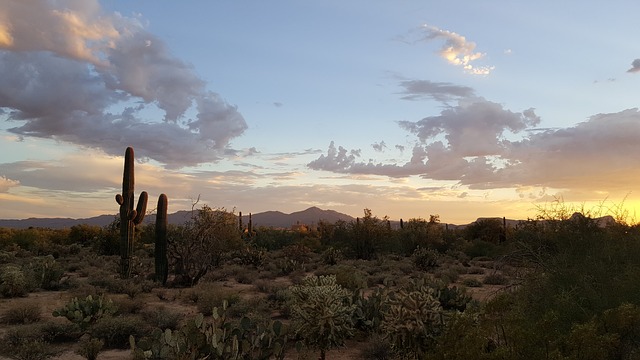 Saguaro Cacti in the Sonoran Desert, Arizona, car rental tucson airport