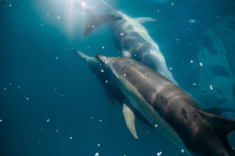 Dolphins at Kaikoura, New Zealand