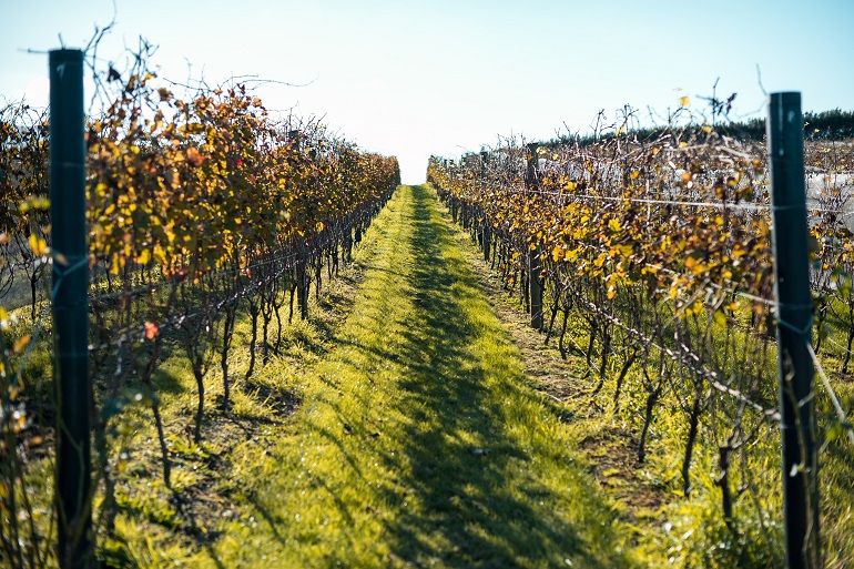 Vines on Waiheke Island, Hauraki Gulf, Auckland, New Zealand