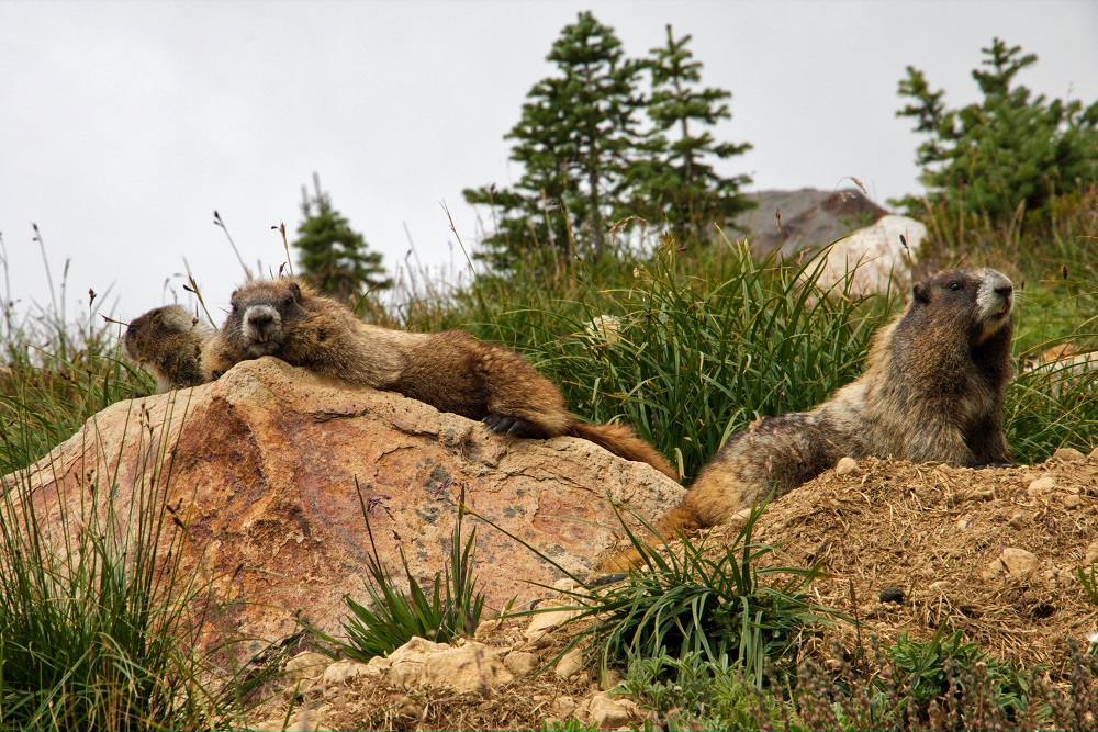 Marmot family on Mount Rainier in Washington State
