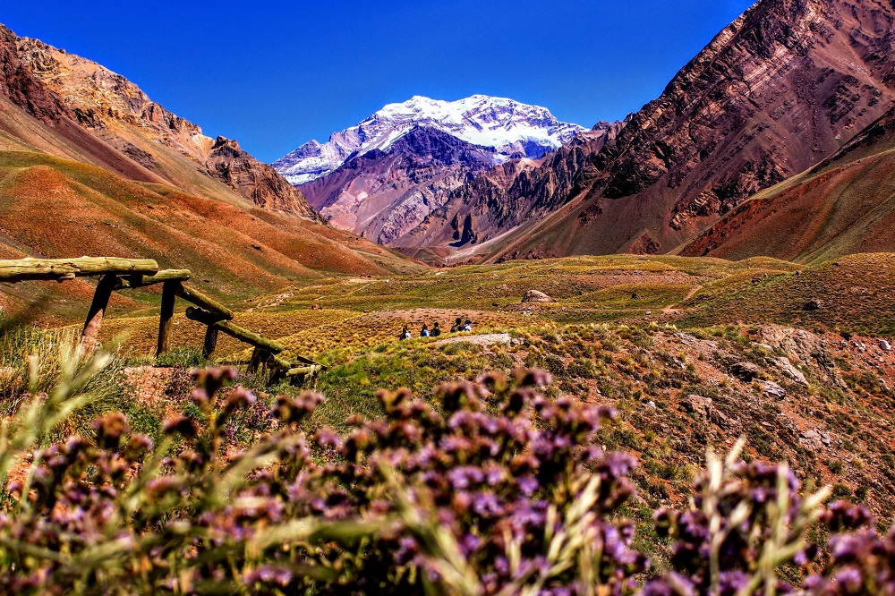 Purple flowers below Mt Aconcagua, Argentina