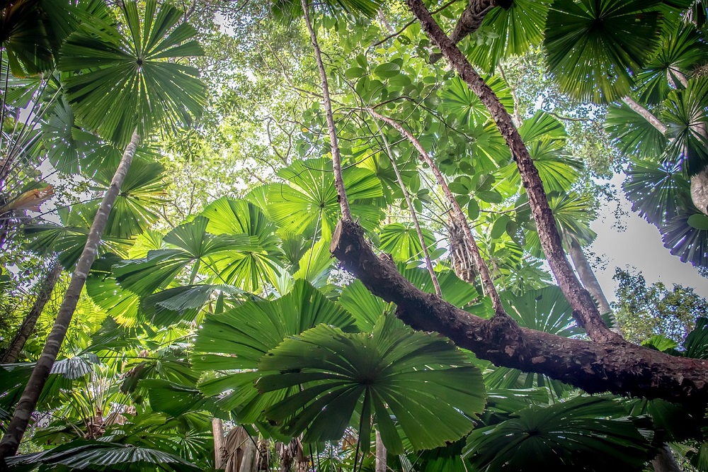 Daintree Rainforest in Queensland, Australia