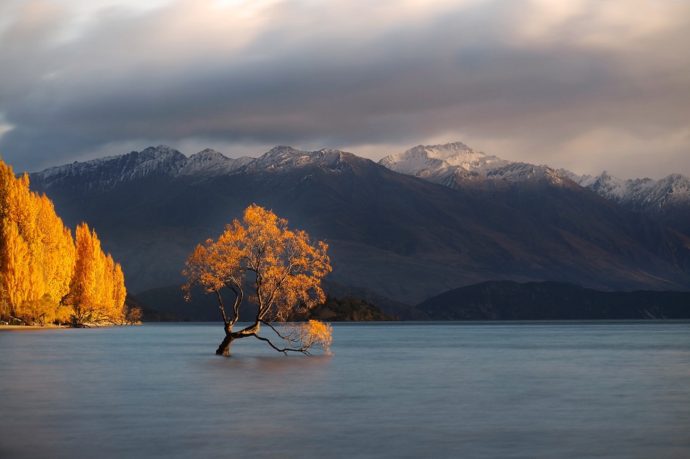 Sun shining on the Lone Tree in autumn on Lake Wanaka, New Zealand
