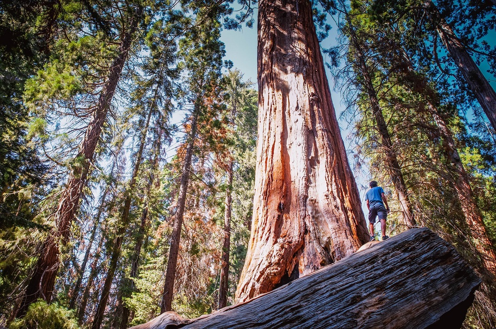 Redwood Forest National Park in California, USA