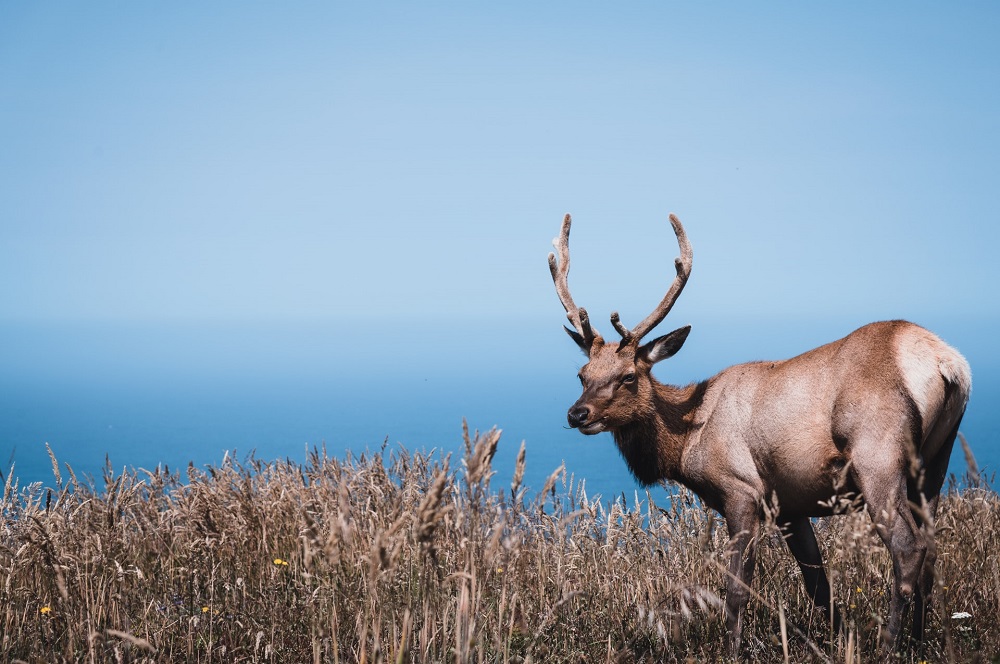 Tule Elk at Point Reyes in California, USA