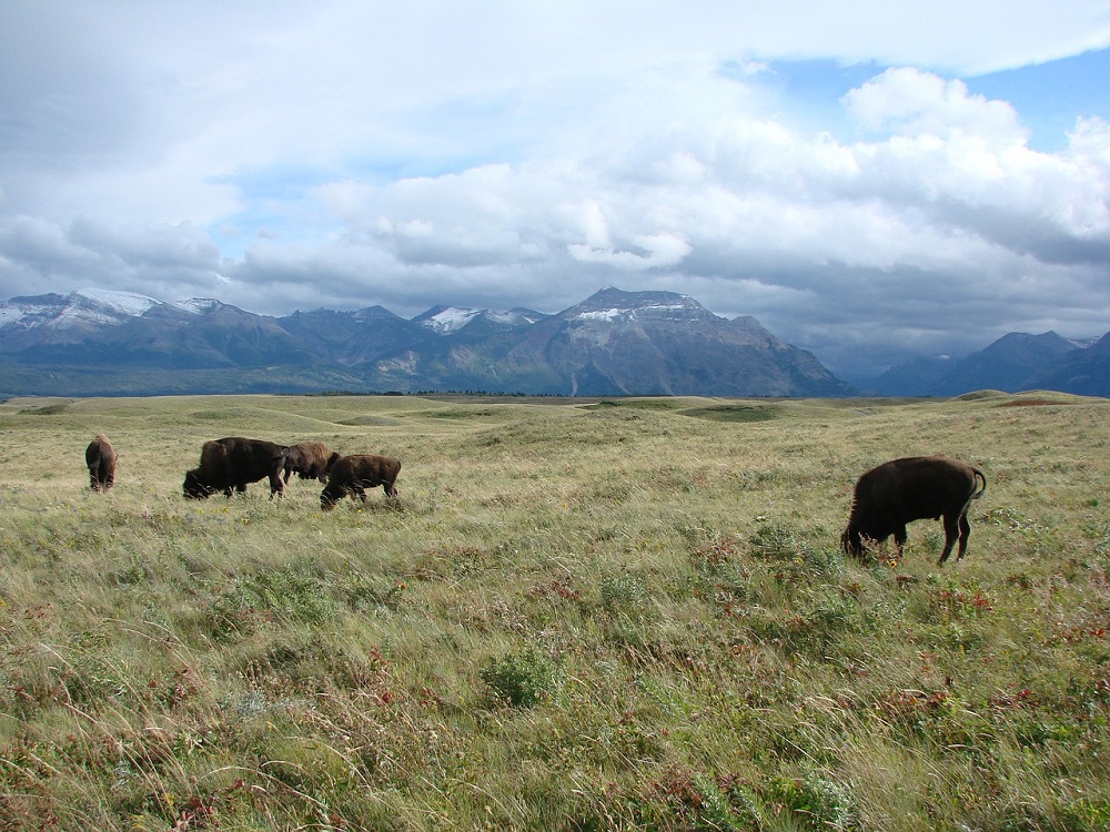 American Buffalo on the plains in Alberta, Canada