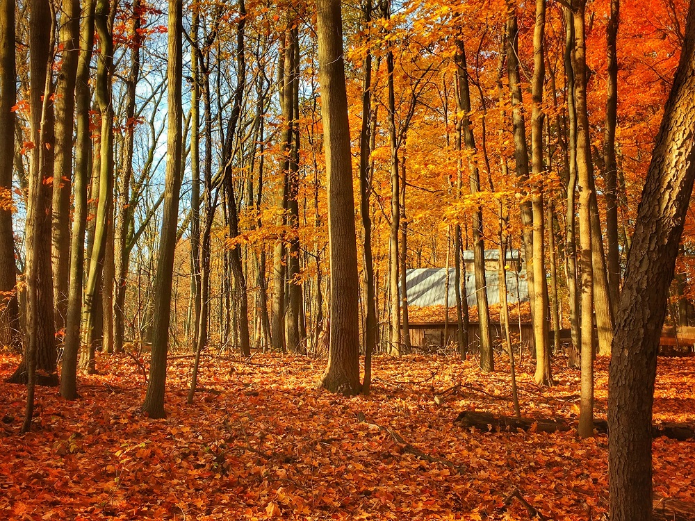 Autumn in Grand Rapids, Michigan