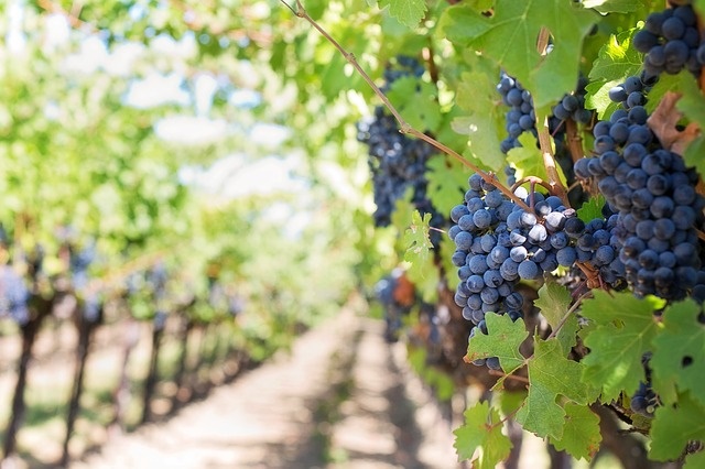 Purple Grapes in Napa Valley, California, San Francisco International Airport RV Rental