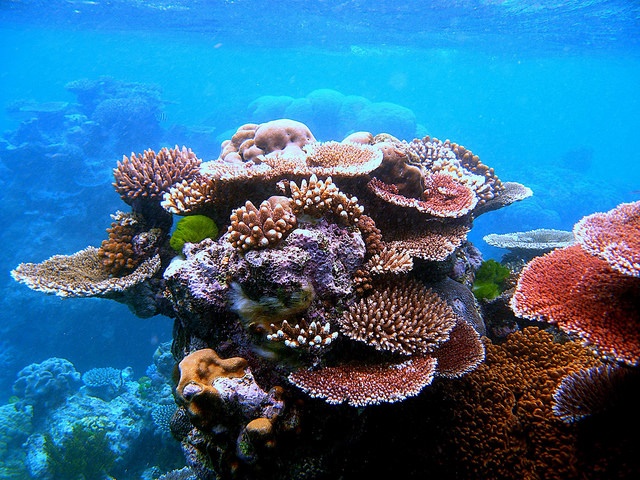 Flynn Reef, Great Barrier Reef, Cairns, Savannah Way, Motorhome Rental, Queensland, Australia