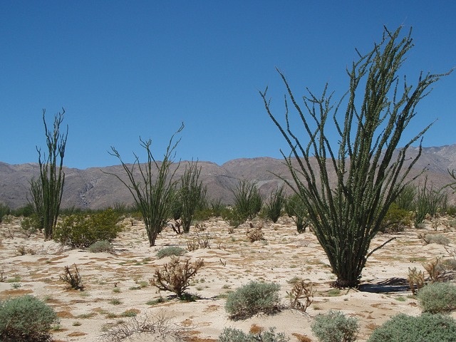 Anza-Borrego Desert, Arizona, , Top RV Destinations Near Phoenix