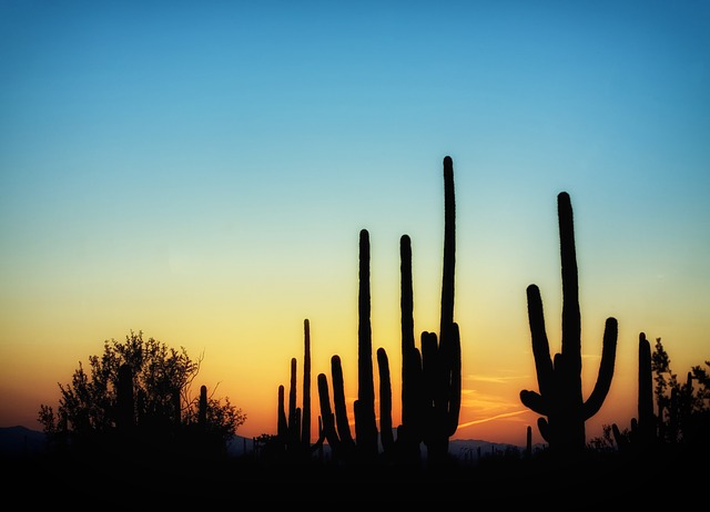 Cacti at sunset in Saguaro National Park