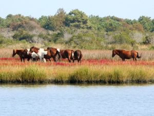 Assateague Island National Seashore, Virginia and Maryland - RV Destinations Near New York City