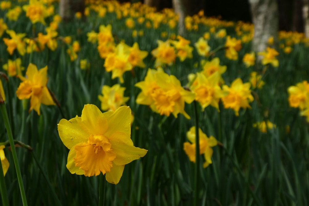Daffodils New Zealand