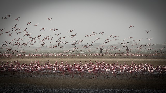 Flamingoes, Skeleton Coast, Campervan Holidays in Namibia’s Game Parks