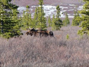 Moose in Alaska