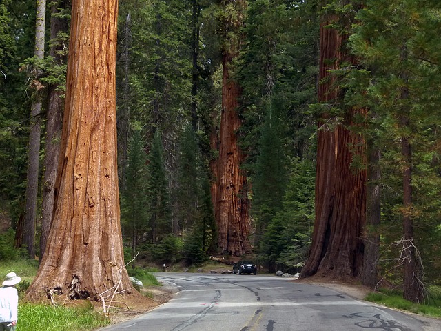 Sequoia National Park - Best RV Destinations Near San Diego, California