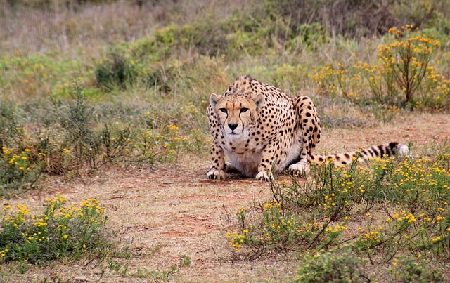Leopard, Kruger National Park, South Africa, Ultimate African Campervan Safari
