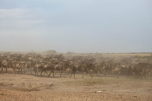 Wildebeest migration, Masai Mara National Reserve, Kenya, Ultimate African Campervan Safari