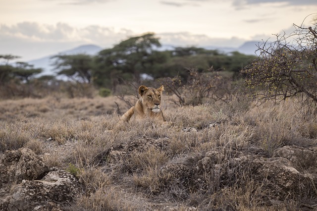 Lioness, Serengeti National Park, Tanzania, Ultimate African Campervan Safari