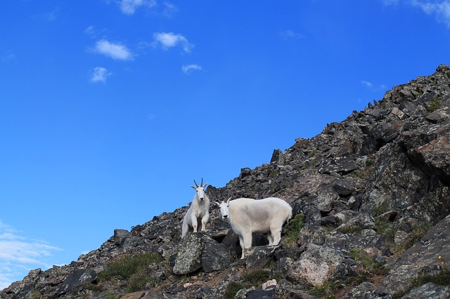 Mountain goats in Rocky Mountain National Park