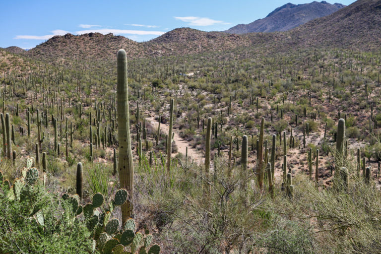 Bajada Scenic Loop in Saguaro National Park, Arizona - Go4 Motorhome Rental