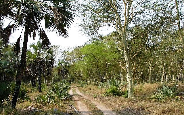 Zimbabwe 4x4 Campervan Hire,Gorongosa National Park