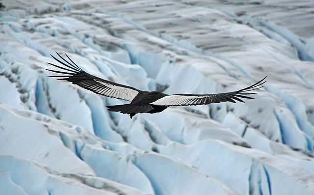 touring,Chile 4x4 campervan rental,andean condor,andes,torres del paine,national park