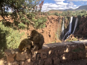 Wild Monkeys in Ouzoud