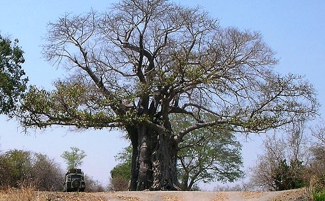 liwonde national park,malawi,giant boab tree,africa