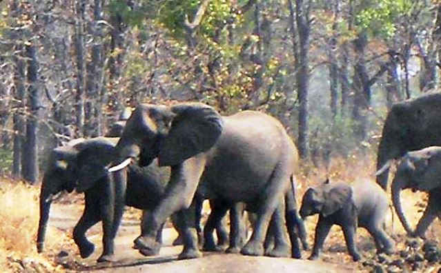 liwonde national park,elephant,herd,africa,african,malawi
