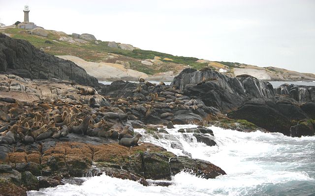 Australian Fur Seals on the rocks at Montague Island in NSW, highway 1 in australia 