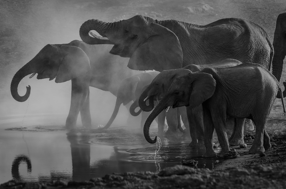 Elephant drinking from a water hole in Etosha National Park in Namibia