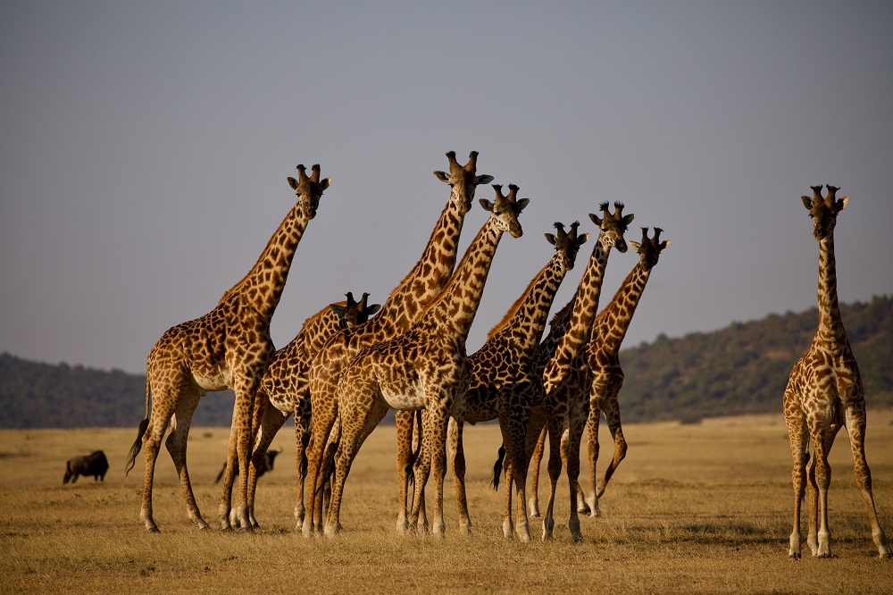 Giraffe on Safari in the Serengeti in Tanzania