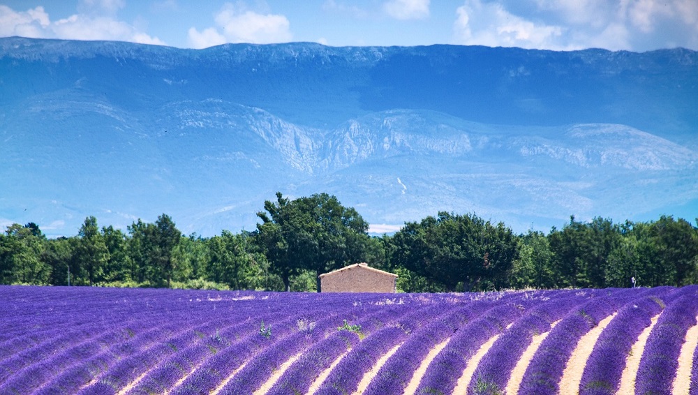 Lavender Fields at Valensole in Provence, France