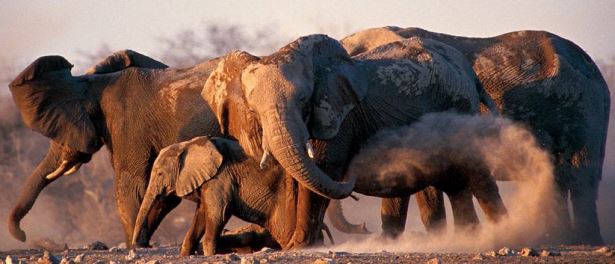 Elephants in Etosha National Park, Namibia,Windhoek 4WD Campervan Hire