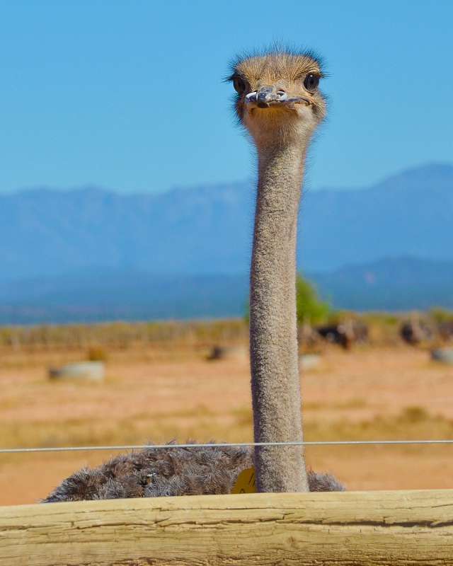 South African Garden Route from Cape Town, Ootshoorn Ostrich Farm