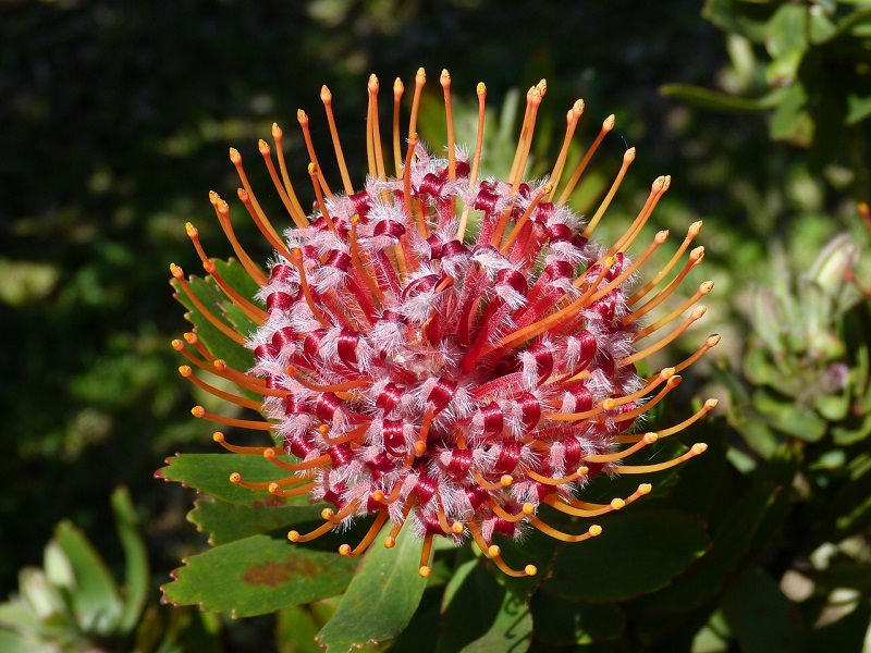 South African Garden Route from Cape Town, Protea in Flower