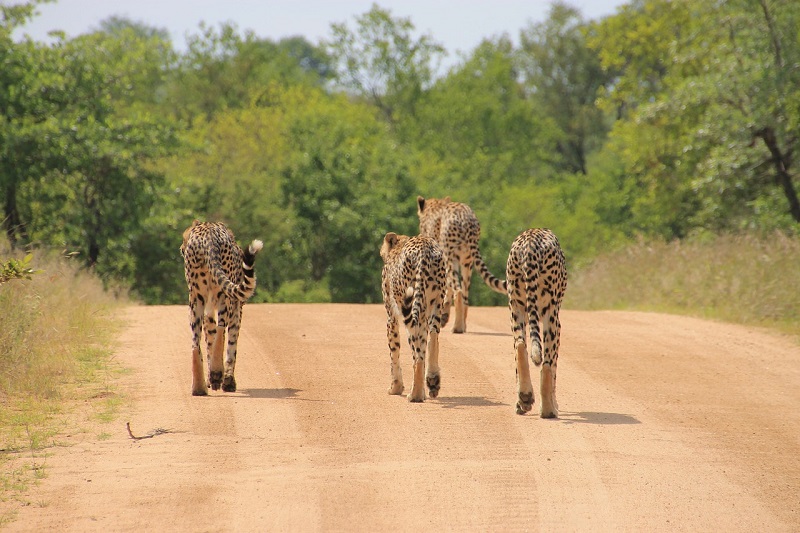 Kruger National Park South Africa, Cheetahs on road